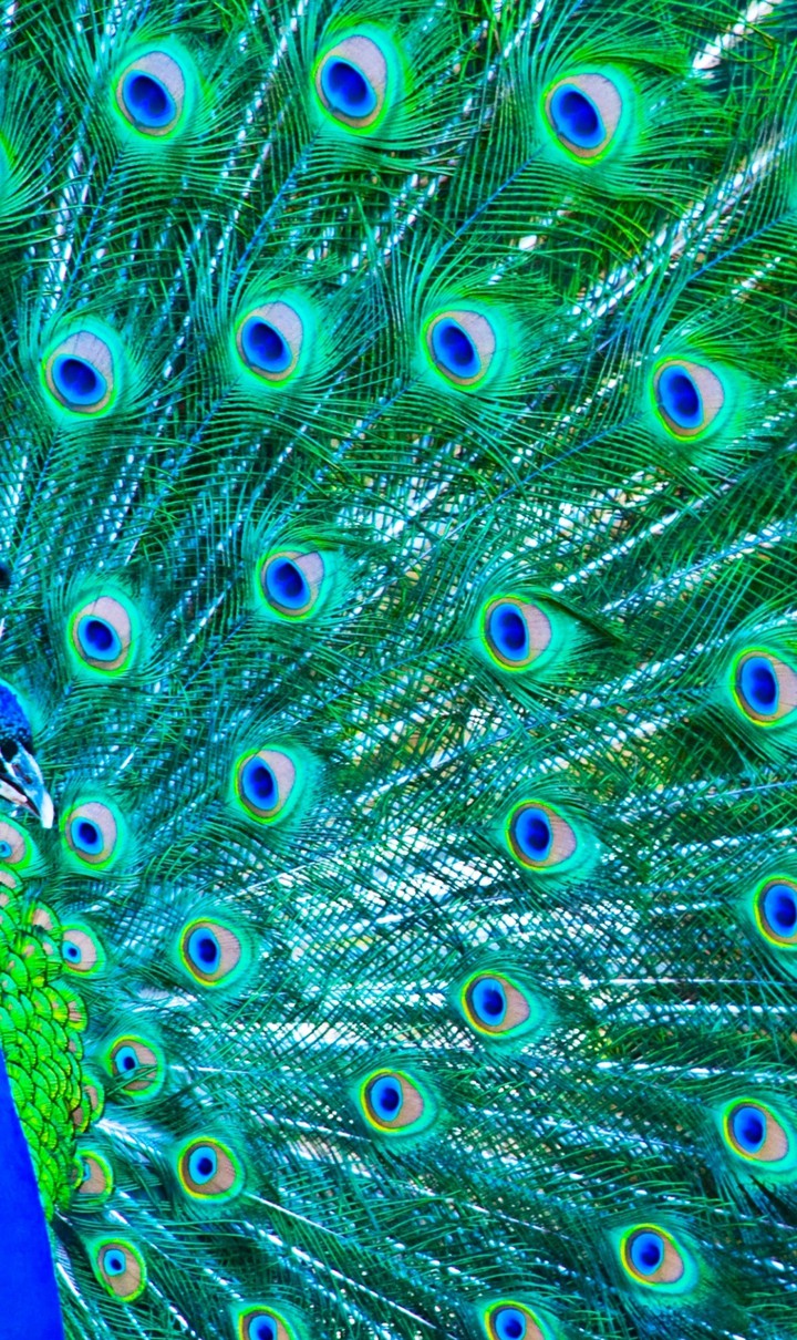 peacock's eye