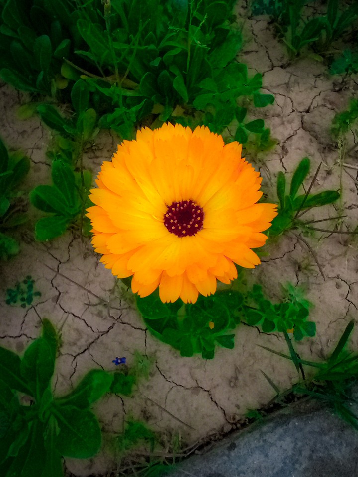 yellow flower