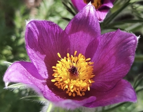 tapety Pasqueflower, petal