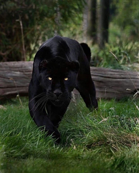 Animal