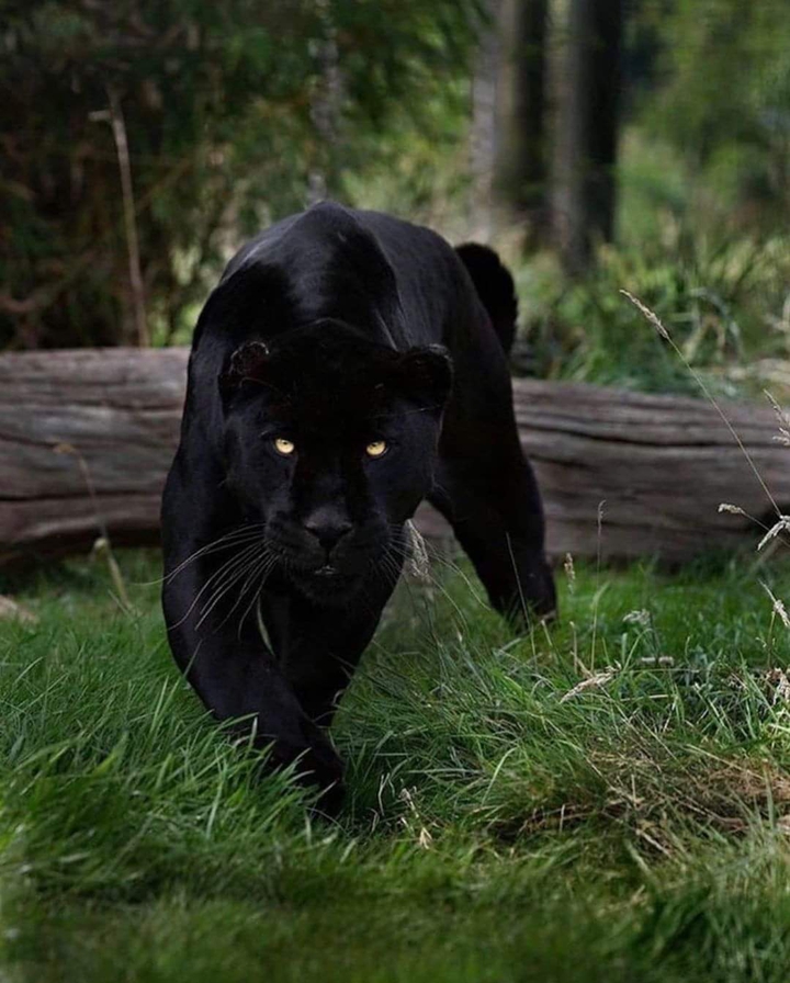 Animal