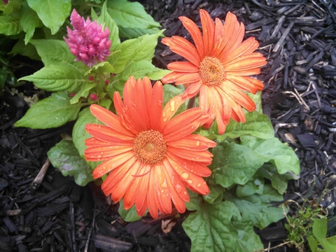 orange gerbera daisies