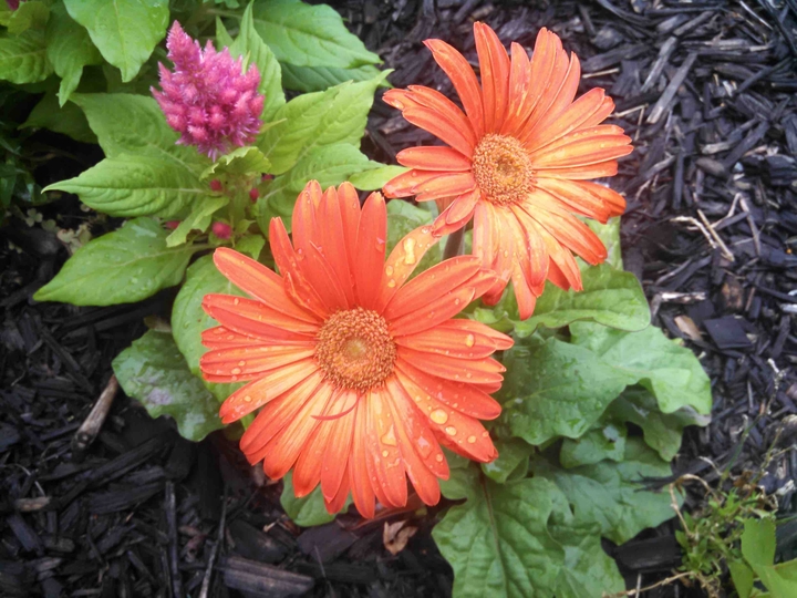 orange gerbera daisies