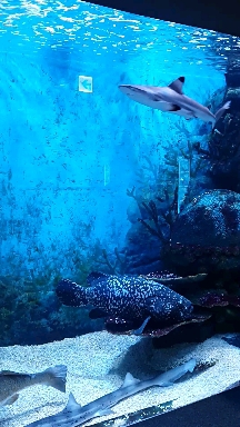 Shark