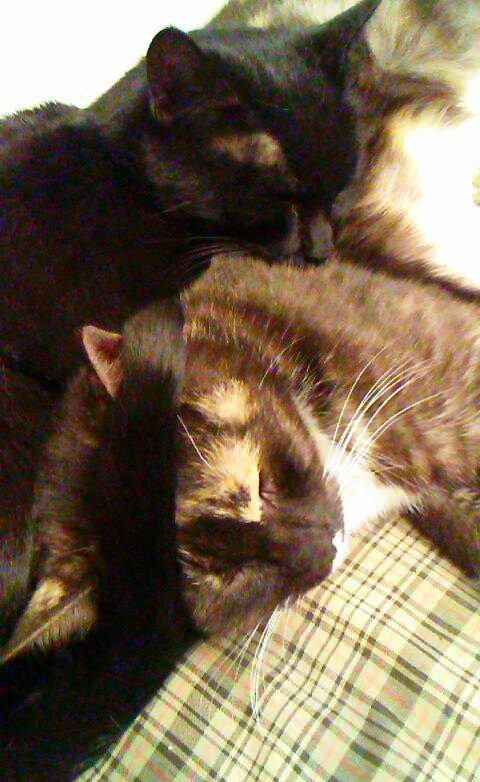 Furever Friends