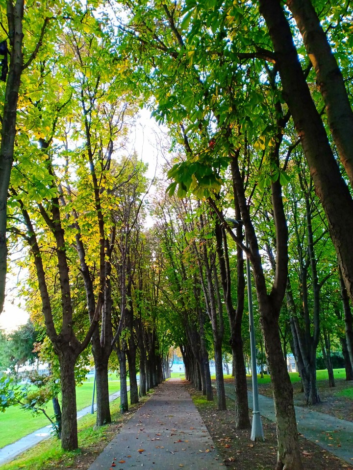 tree road