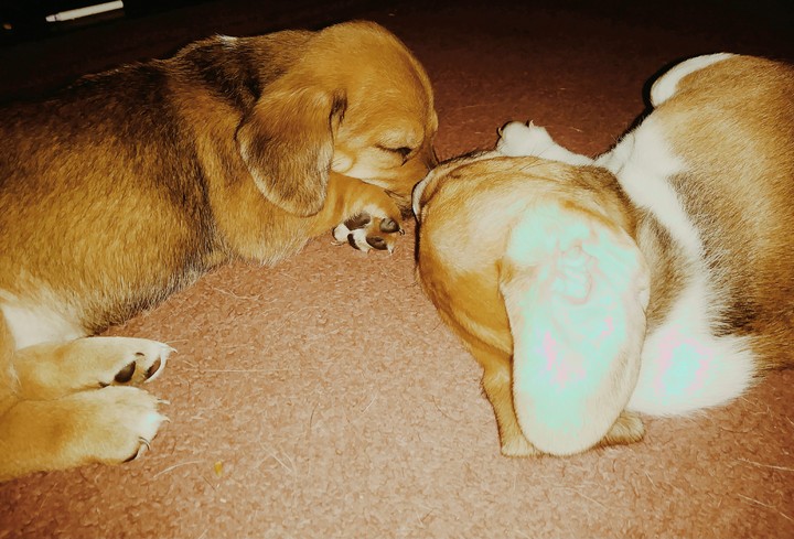 Puppies
