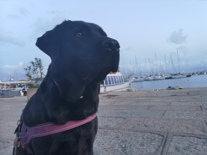 Black lab
