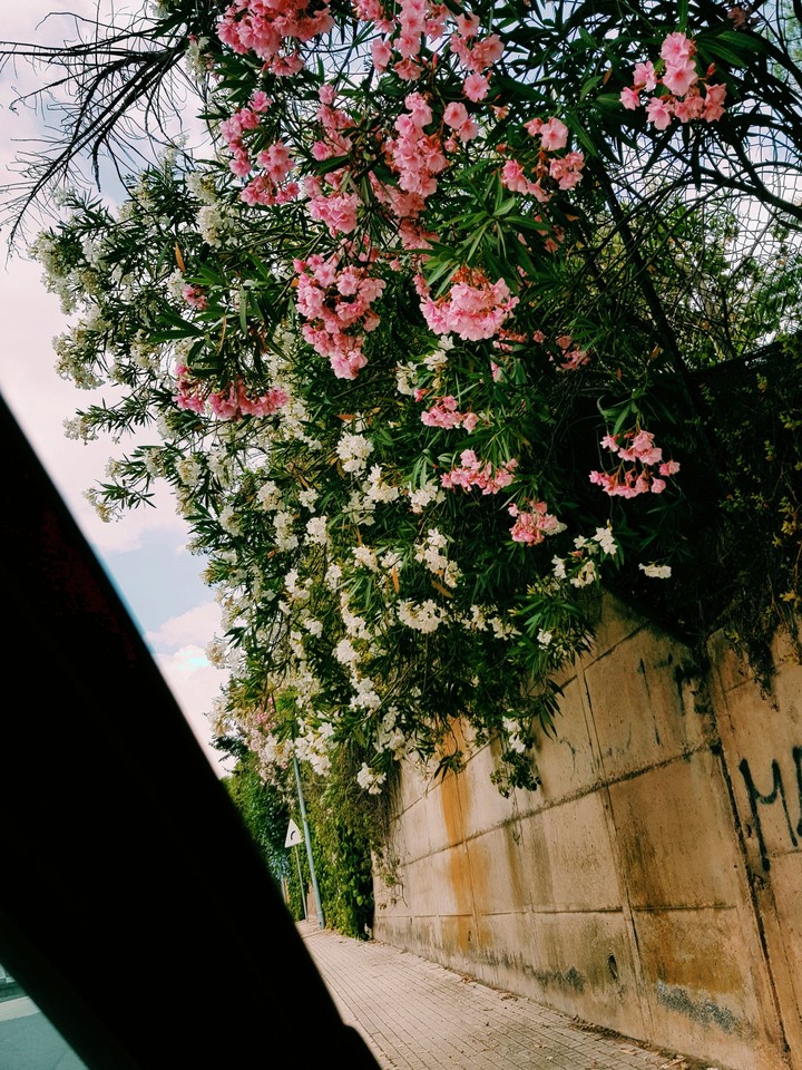 flowers