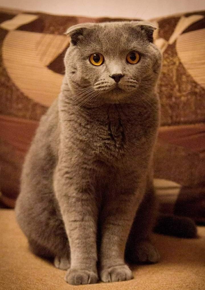 Кіт
