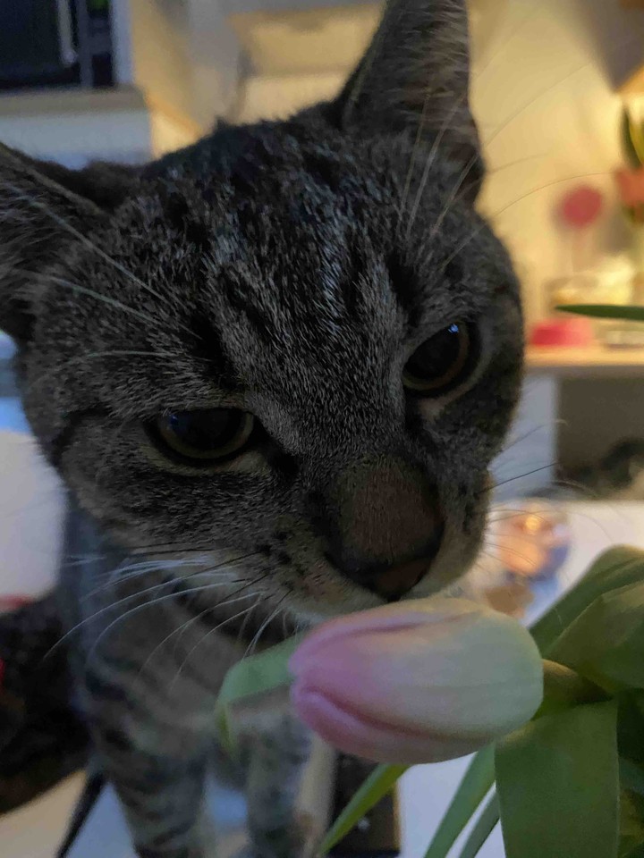cat