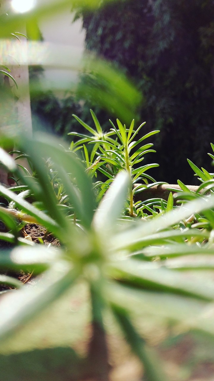 nature