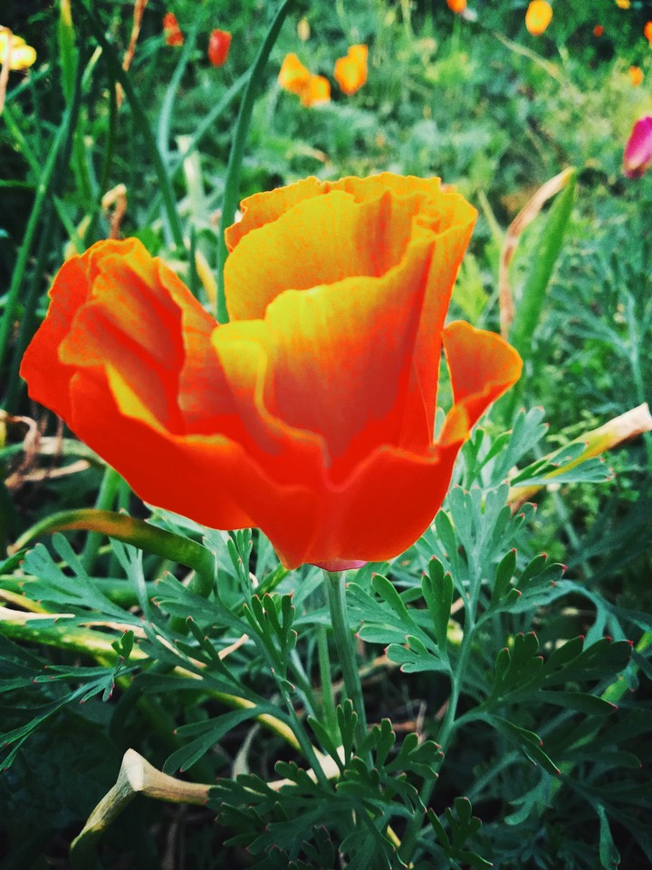 оранжевый цветок, Orange Flower