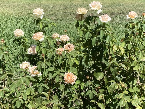 .Rosas - Madrid