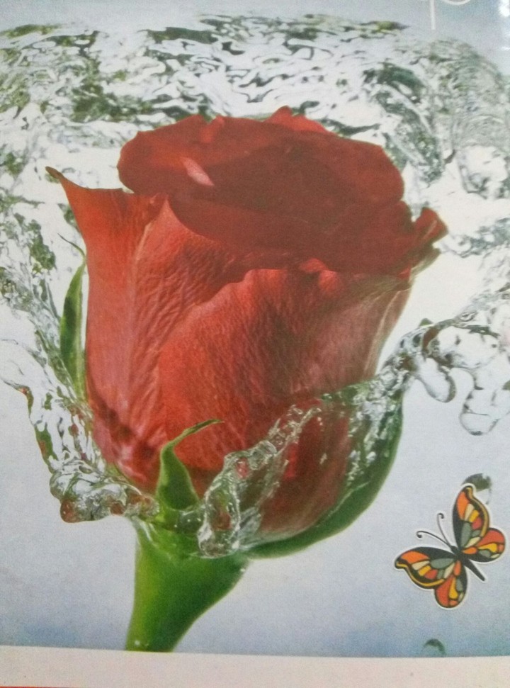 red rose..