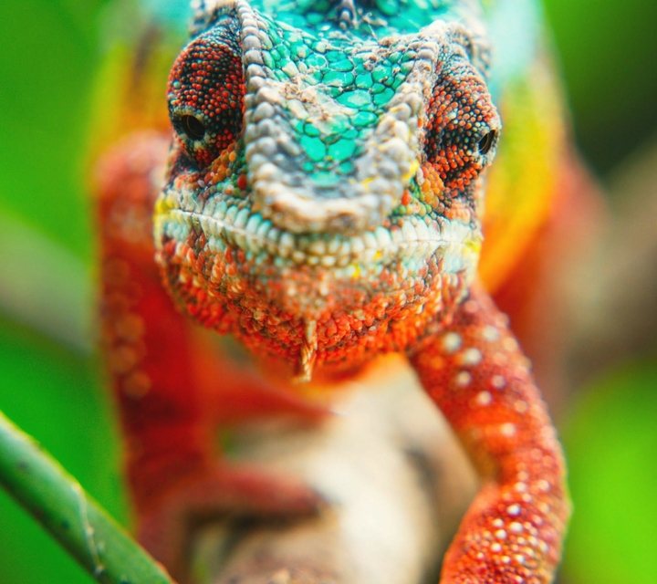 Animals and Nature