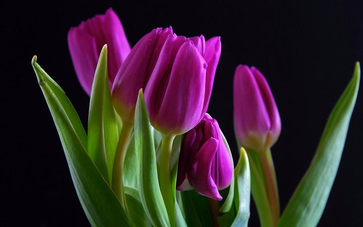 tulips 