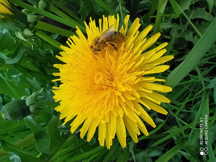 yellow ? bee