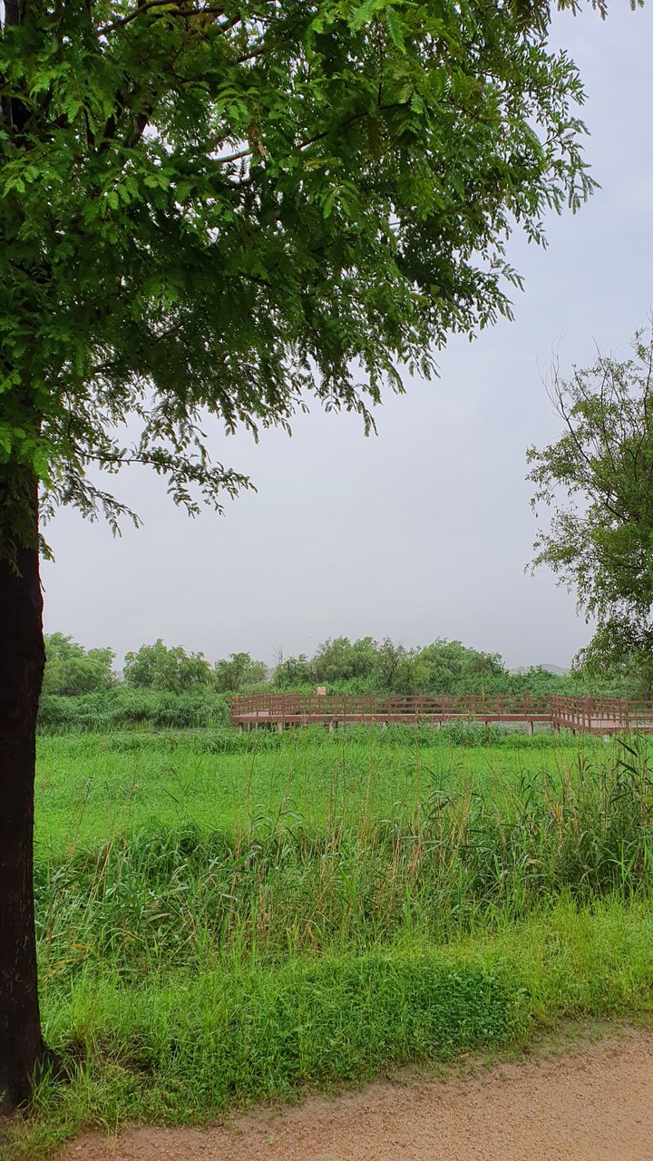 흐린 아침(cloudy morning)