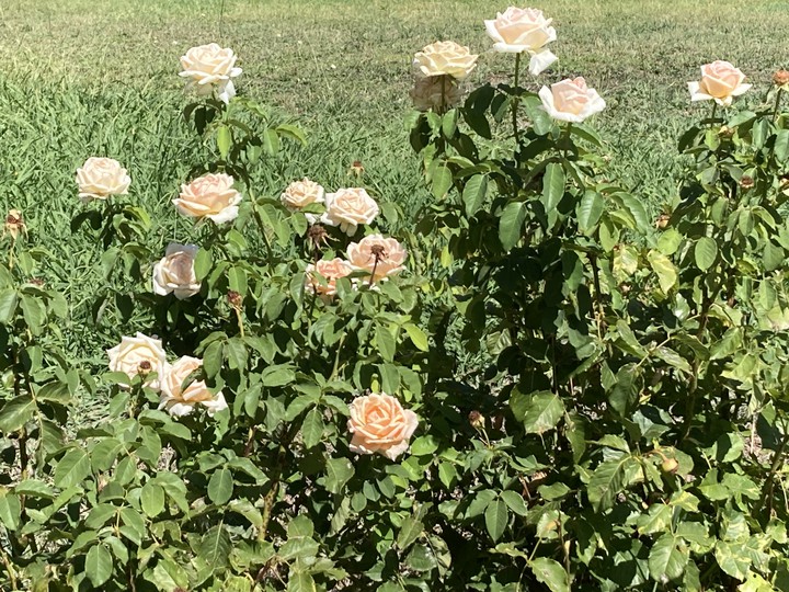 .Rosas - Madrid