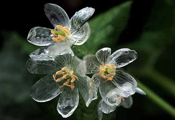 Diphylleia grayi