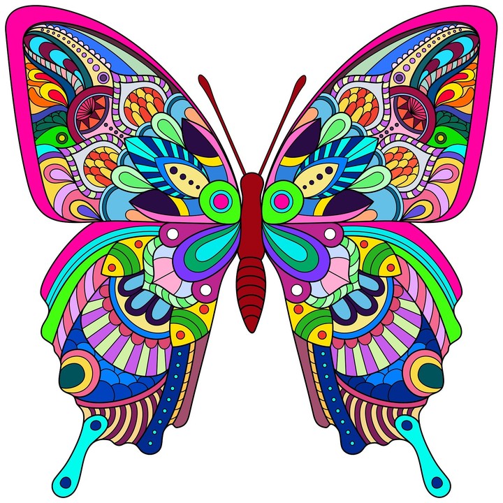 Colourful butterfly
