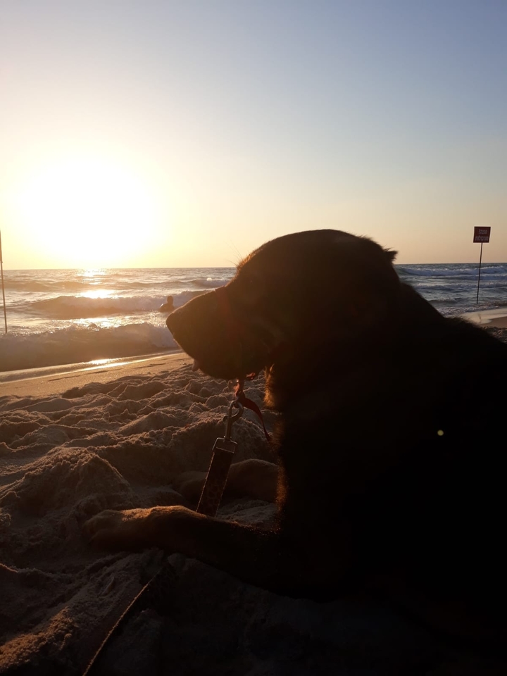 my dog...