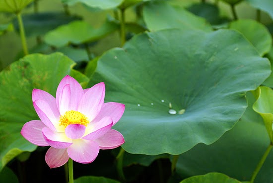 연꽃