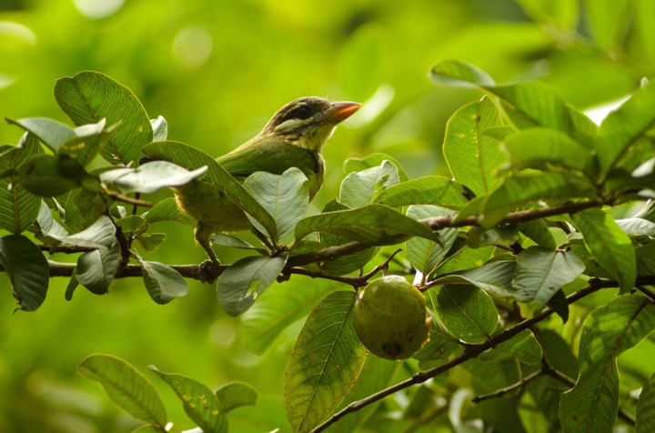 Bird in Guava Tree