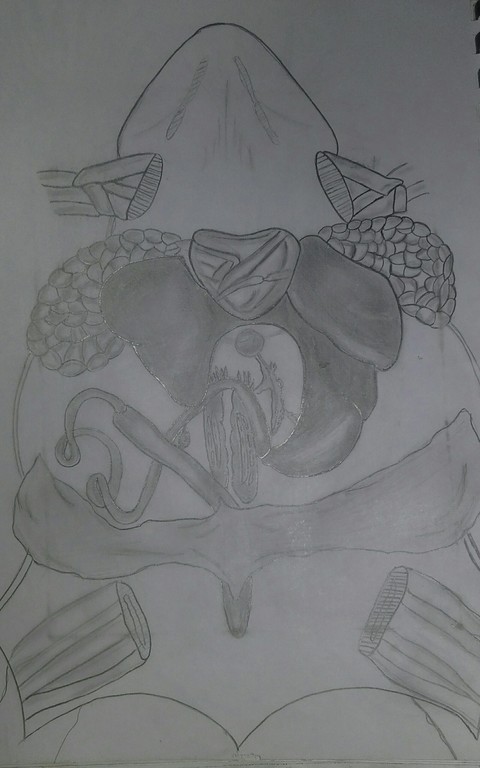 toad....which i study ....i draw it✌
