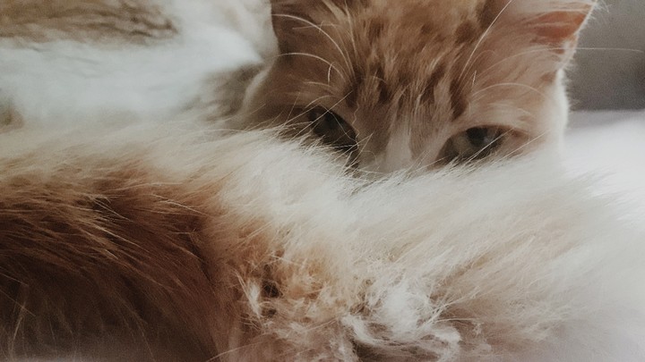 Zari cat