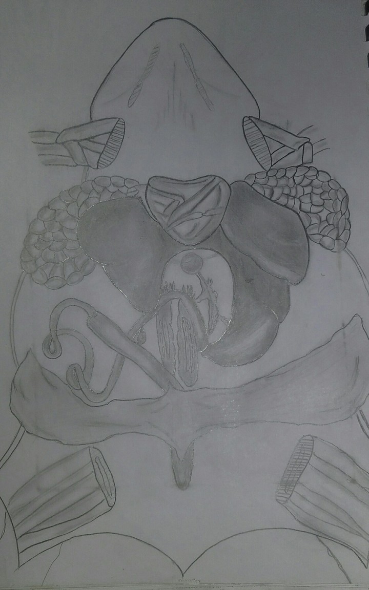 toad....which i study ....i draw it✌