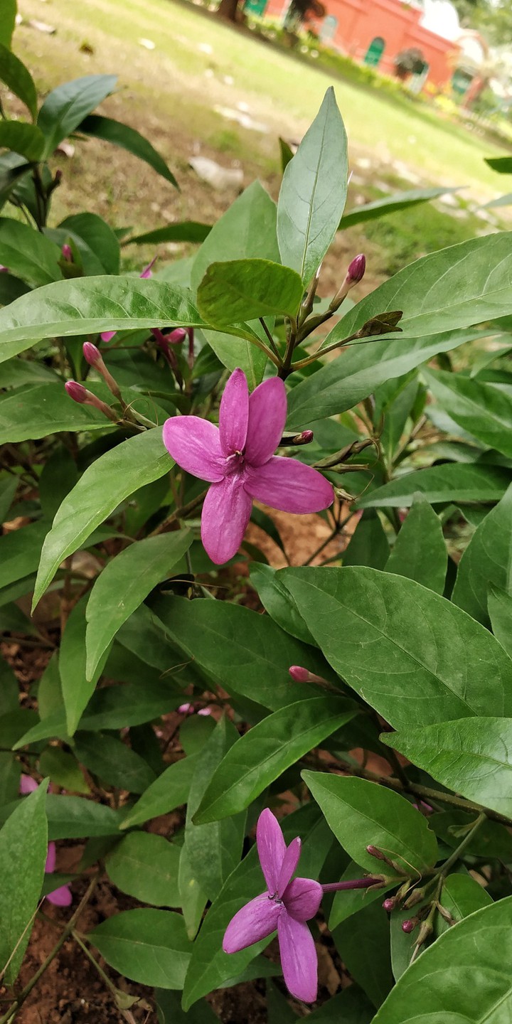 Purple Flower