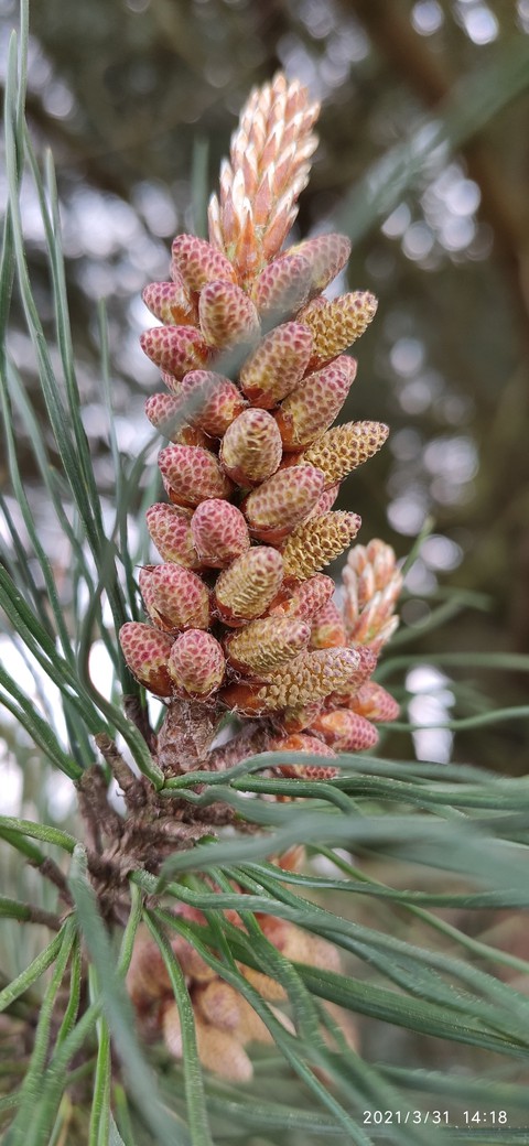 Pinecones