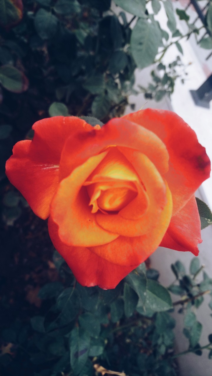 rose yellow in orenge
