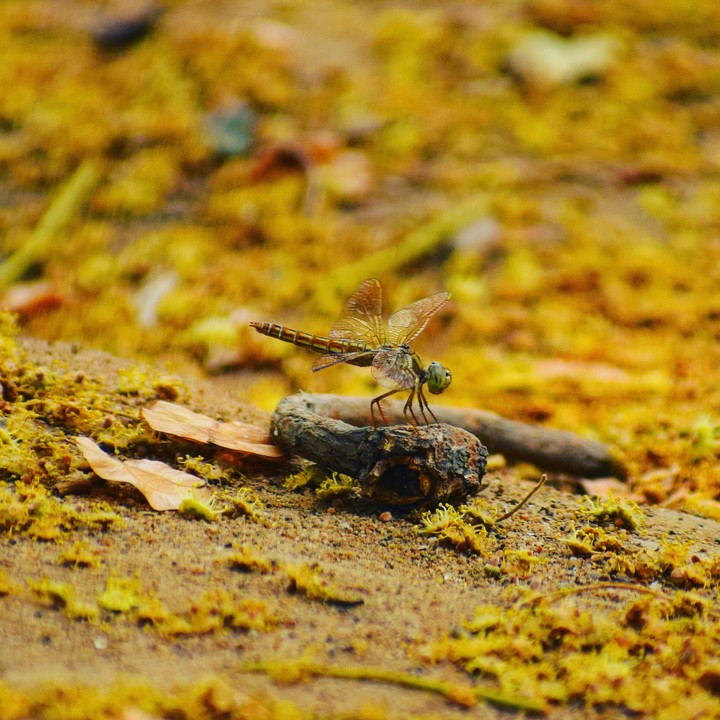 Dragon fly