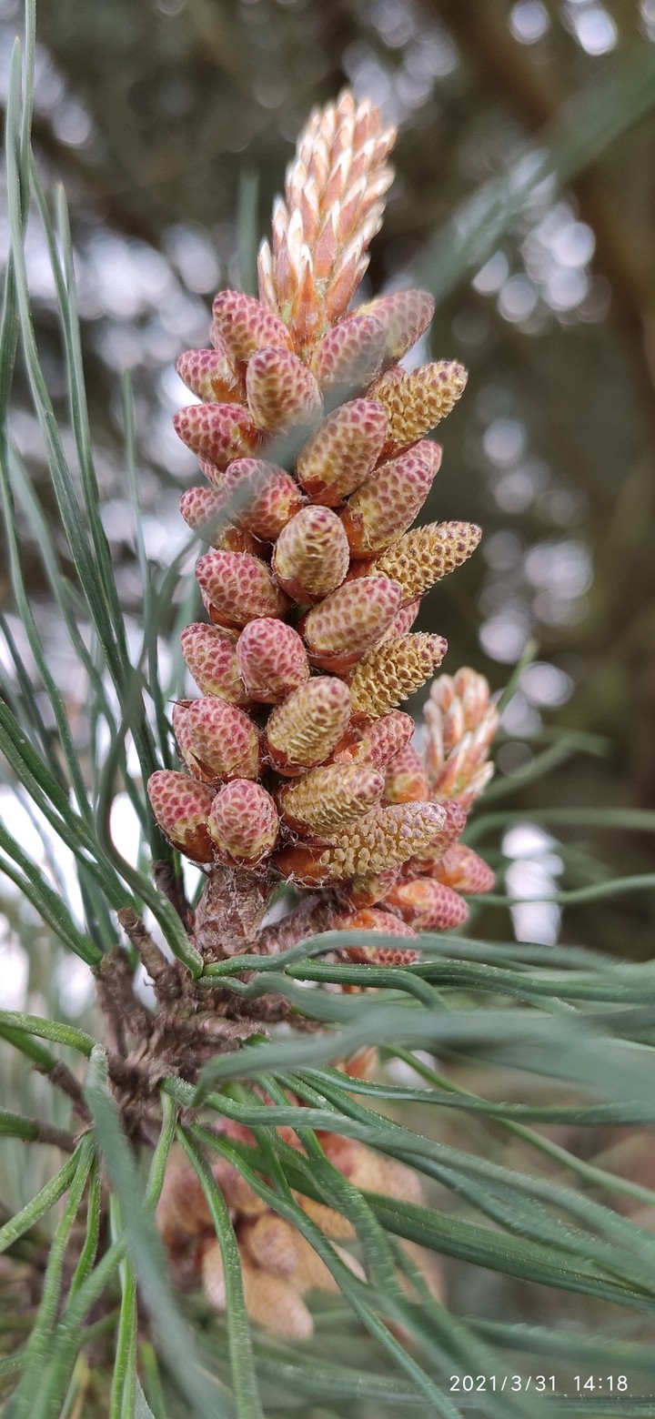 Pinecones