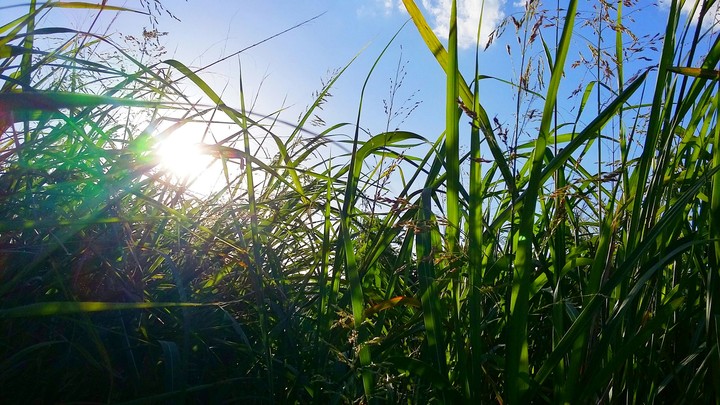 Grass Wind Sky and Sunset