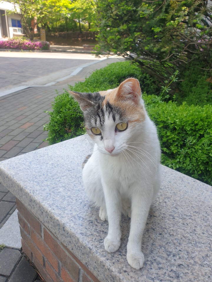 cat