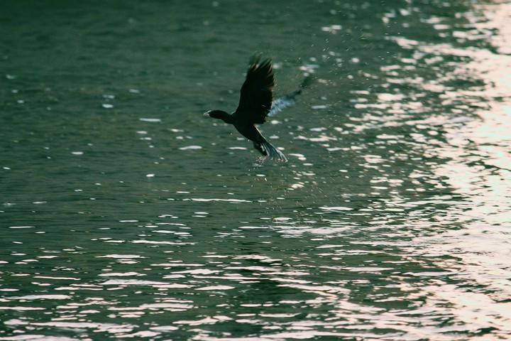 #freedom #flyhigh #riverduck