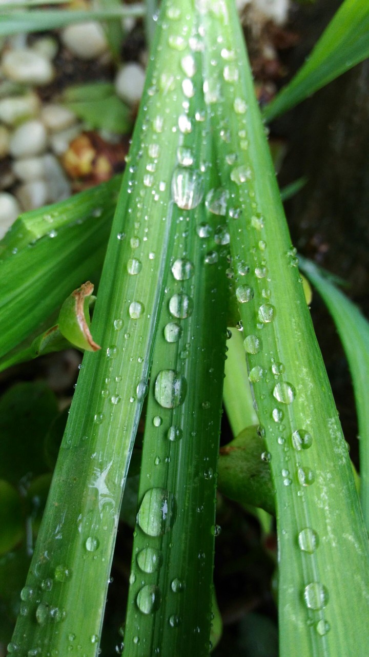 Drops