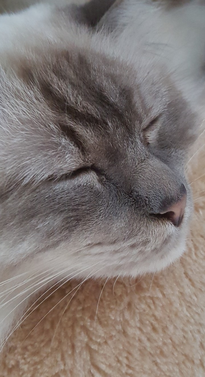 Heilige Birma Cat