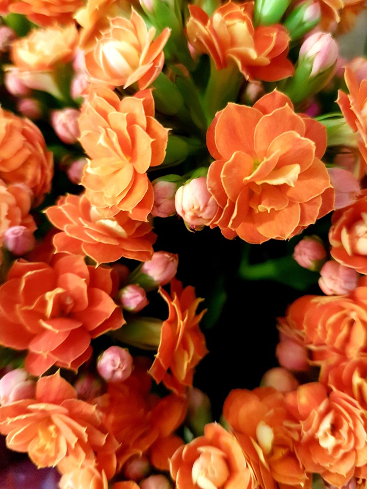 fiori