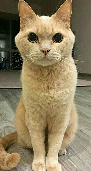 котик