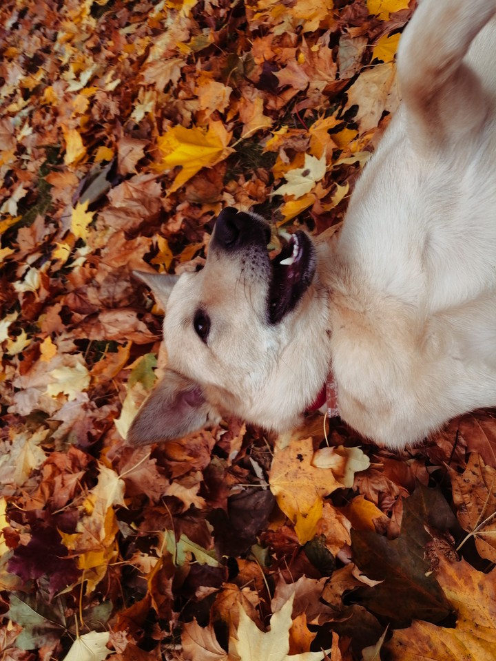 autumn walk