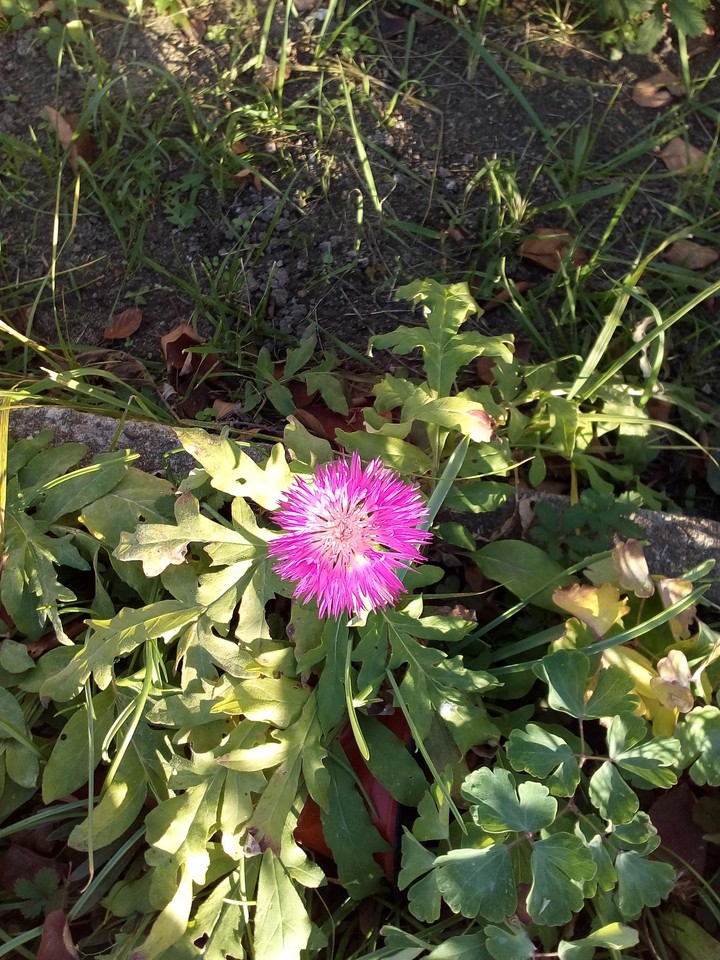 Kornblume.2×Geblüd