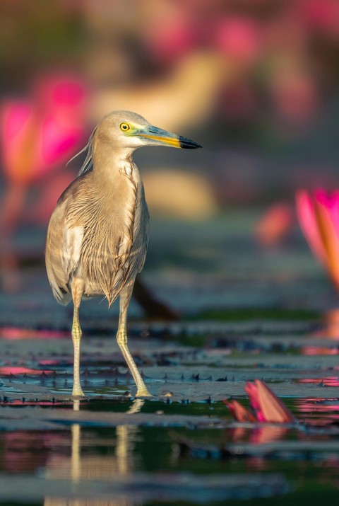 ciconiiformes, wetland Hintergrundbilder