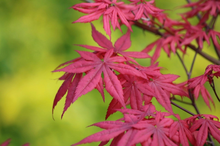 japanese
