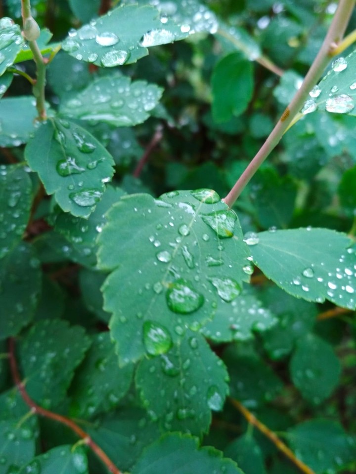 rain