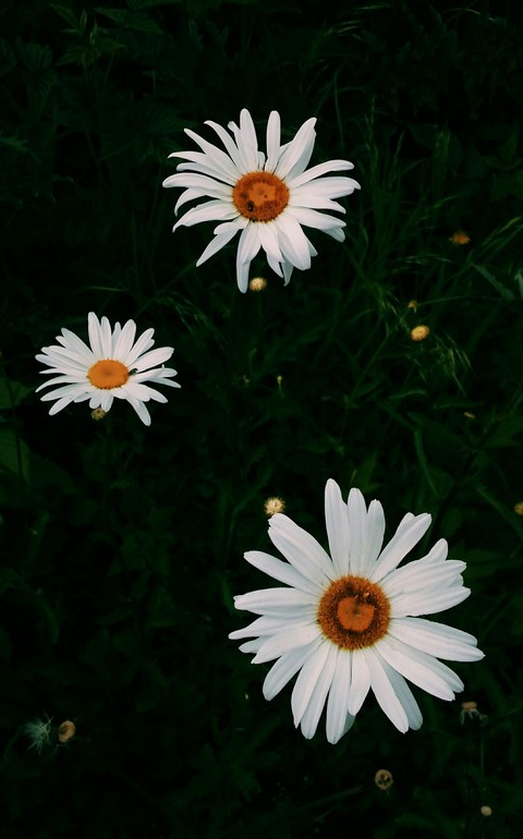 Chamomile
